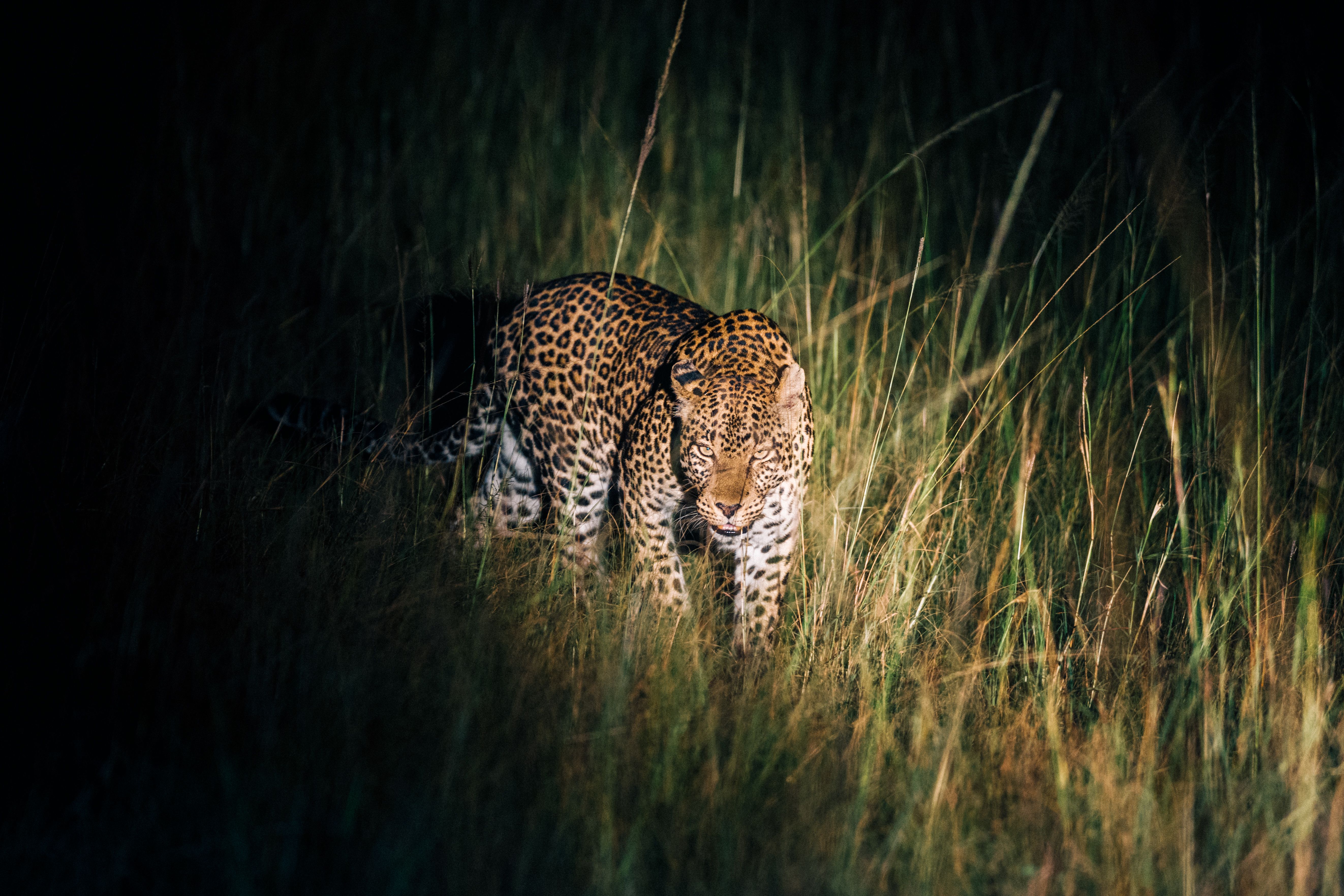 A leopard prowling through the grasslands in Western Uganda during the night.