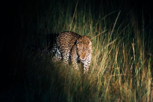 A leopard prowling through the grasslands in Western Uganda during the night.