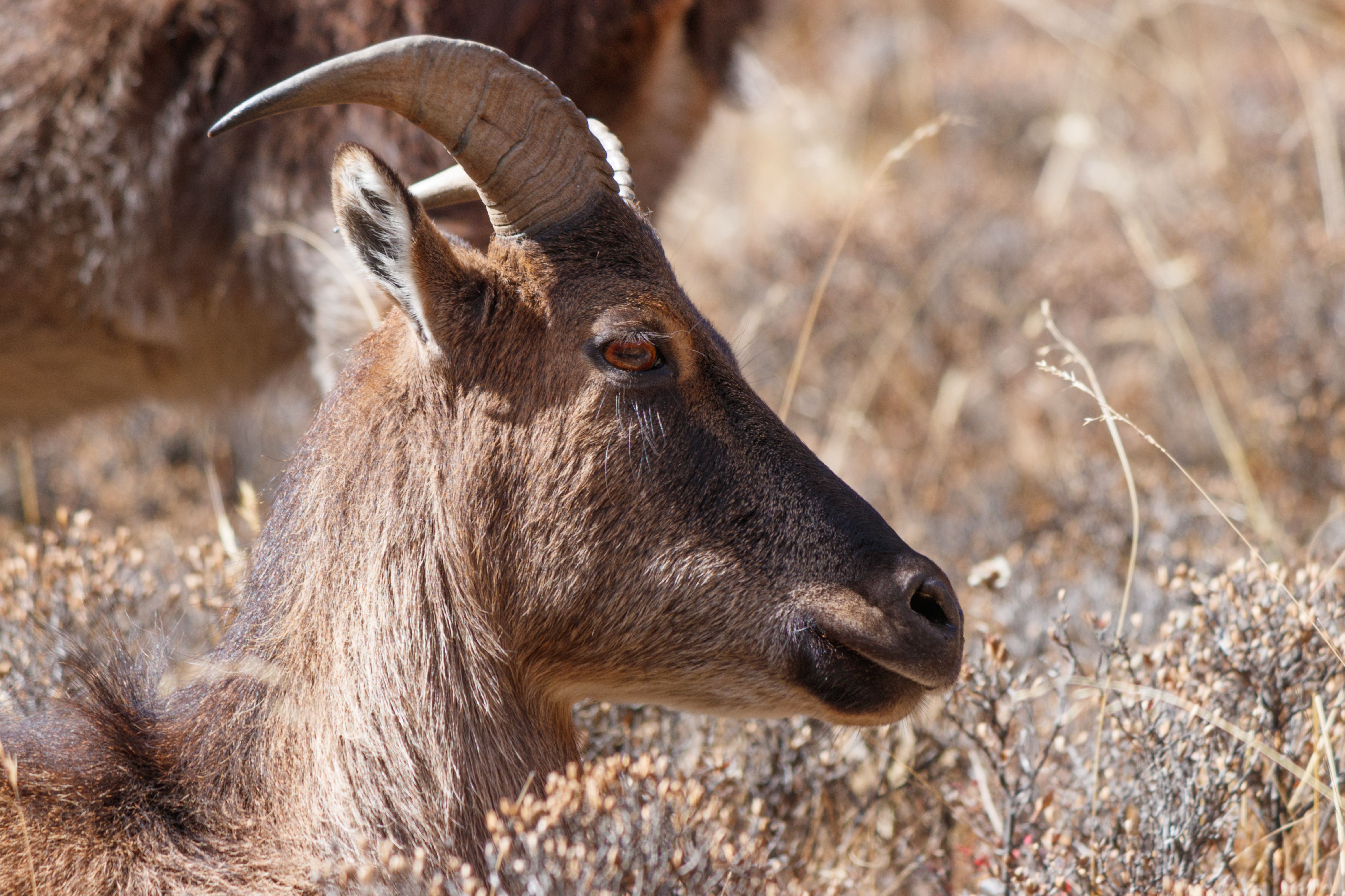 Detailed side profile of a Himalayan Blue Sheep grazing, showcasing its natural habitat in the mountains.