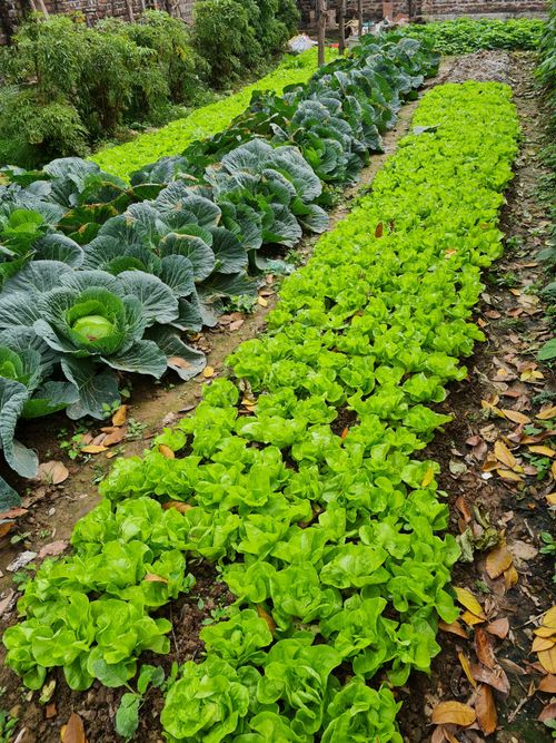 Free Vibrant rows of lettuce and cabbage thriving in a well-maintained garden. Stock Photo