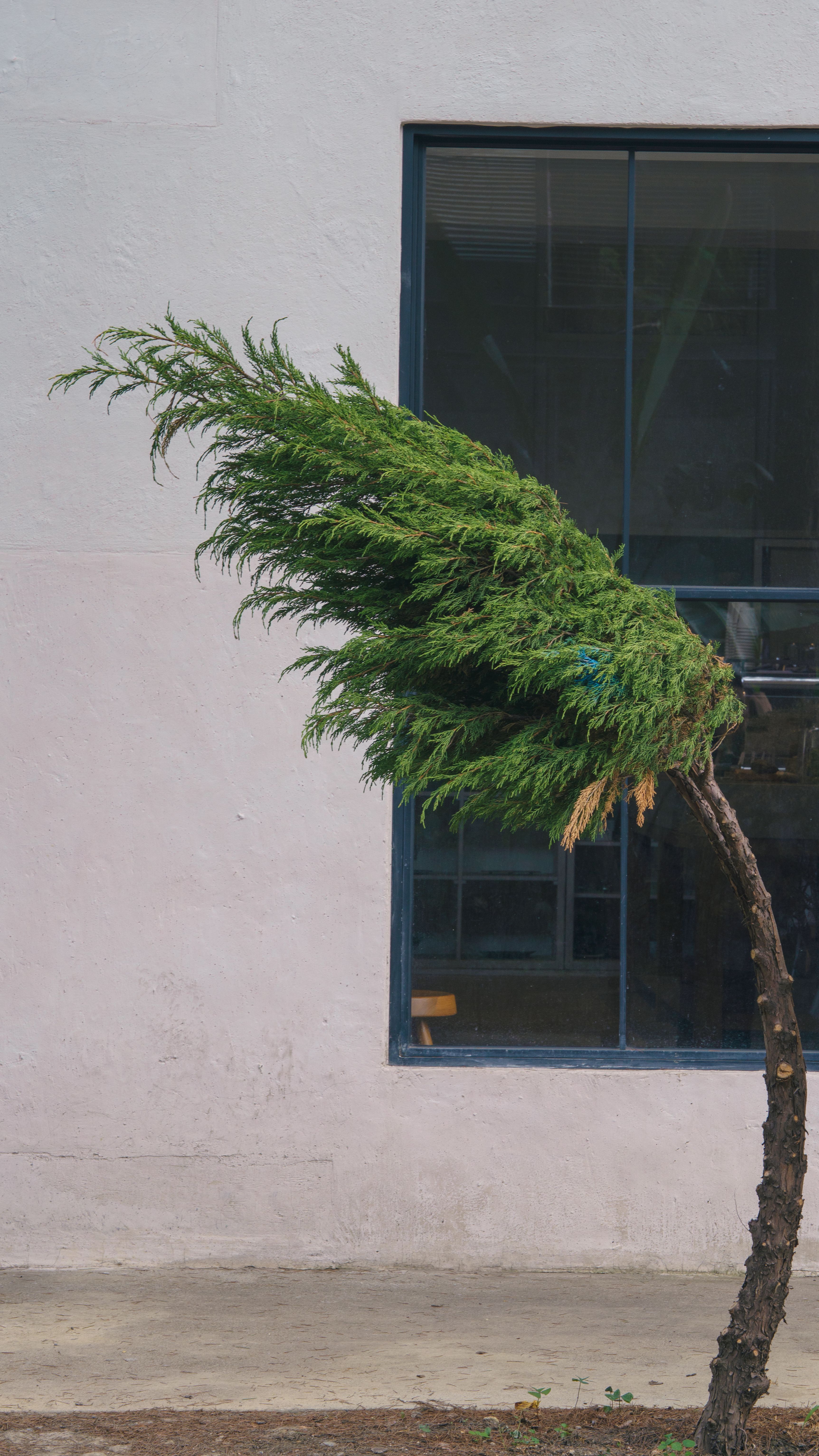 Fotomural Un árbol solitario se dobla dramáticamente por el fuerte viento contra la gran ventana de un edificio.