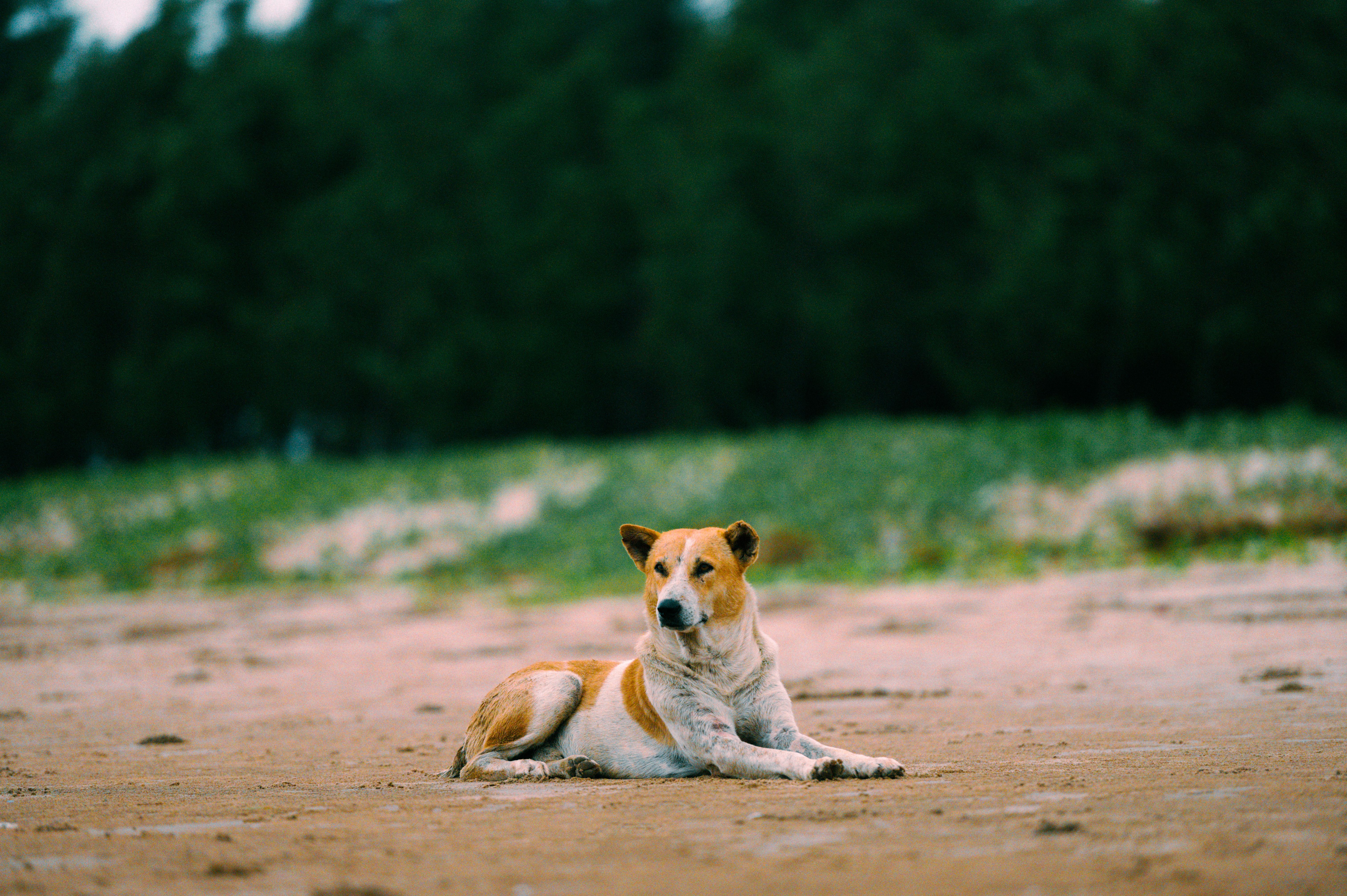 Portrait of a dog at a veterinary clinic