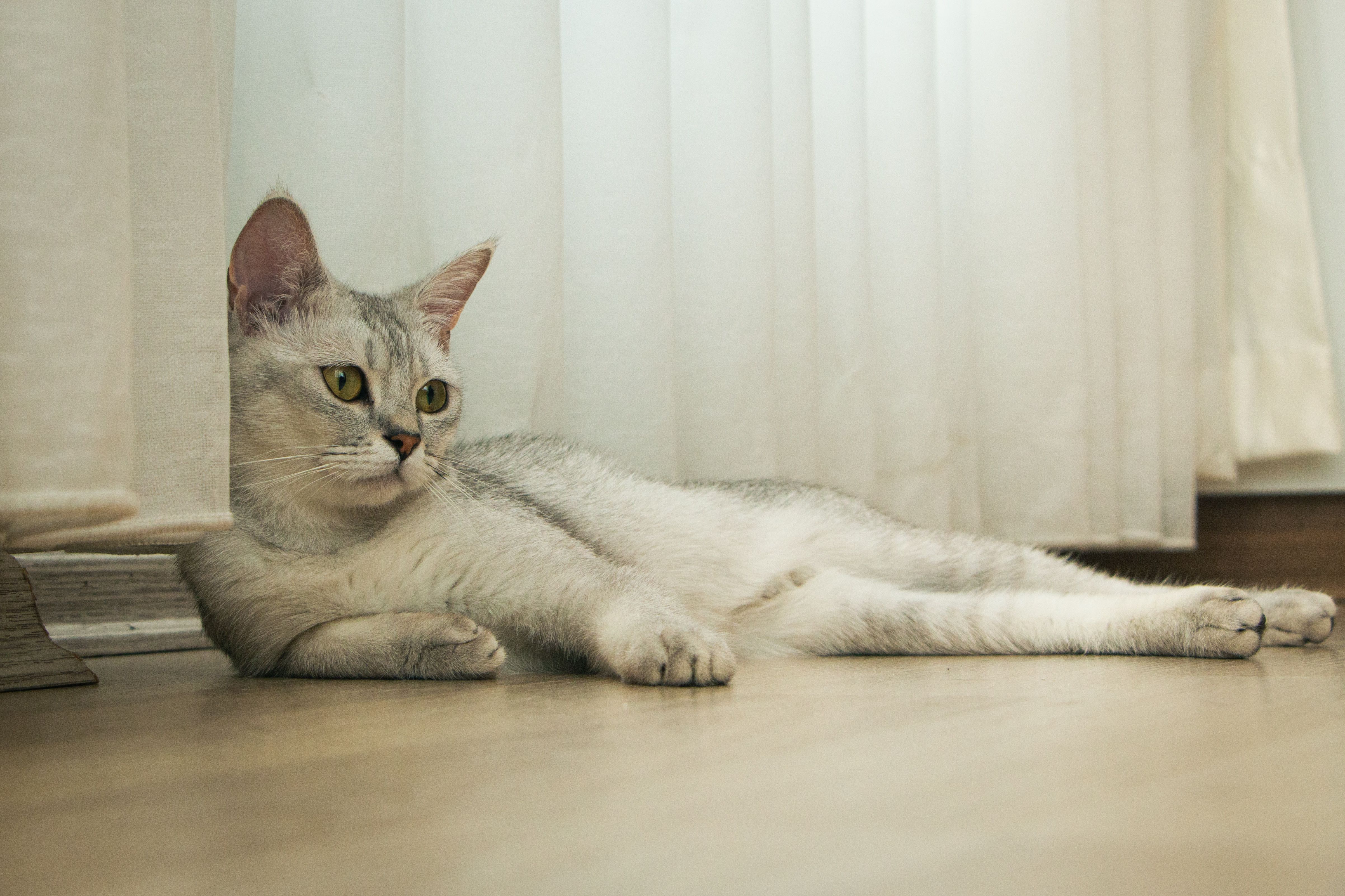 fat tabby cat resting on a modern living room floor