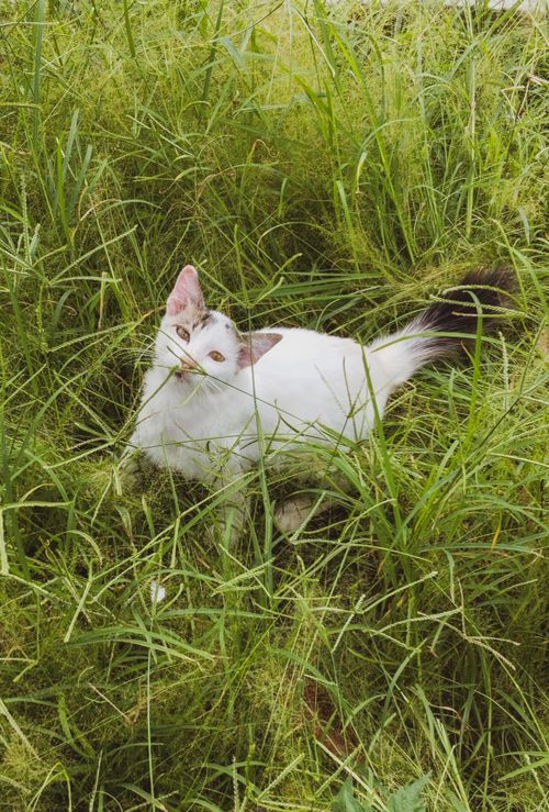 Free A playful white cat sits in lush green grass, enjoying the outdoor environment. Stock Photo