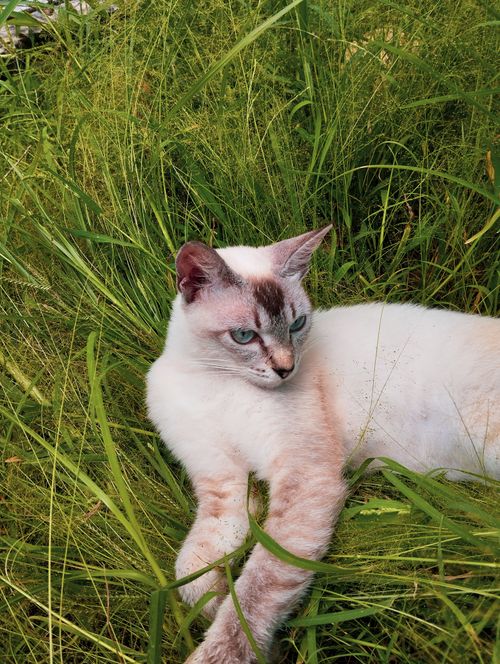 Free Siamese cat lounging in vibrant grass, showcasing its allure amidst natural greenery. Stock Photo