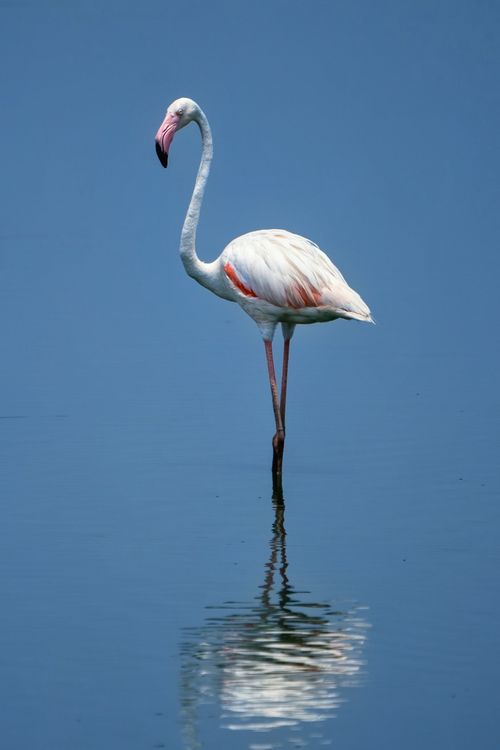 Free Graceful flamingo reflecting in calm water, showcasing its vibrant plumage. Stock Photo