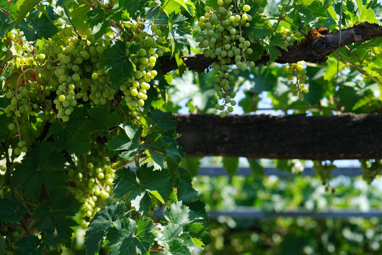 Raisins verts mûrissant sur une vigne au château de Villandry