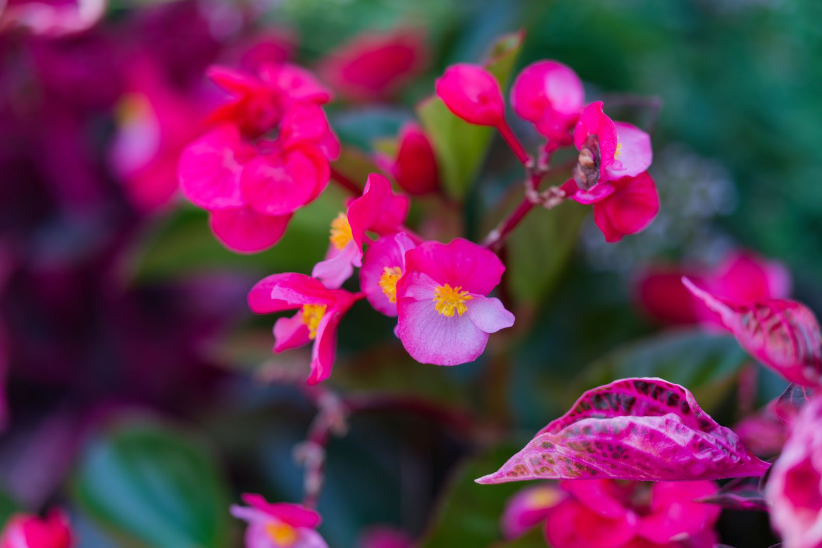 Bégonias roses éclatants en fleurs, macro en flou artistique