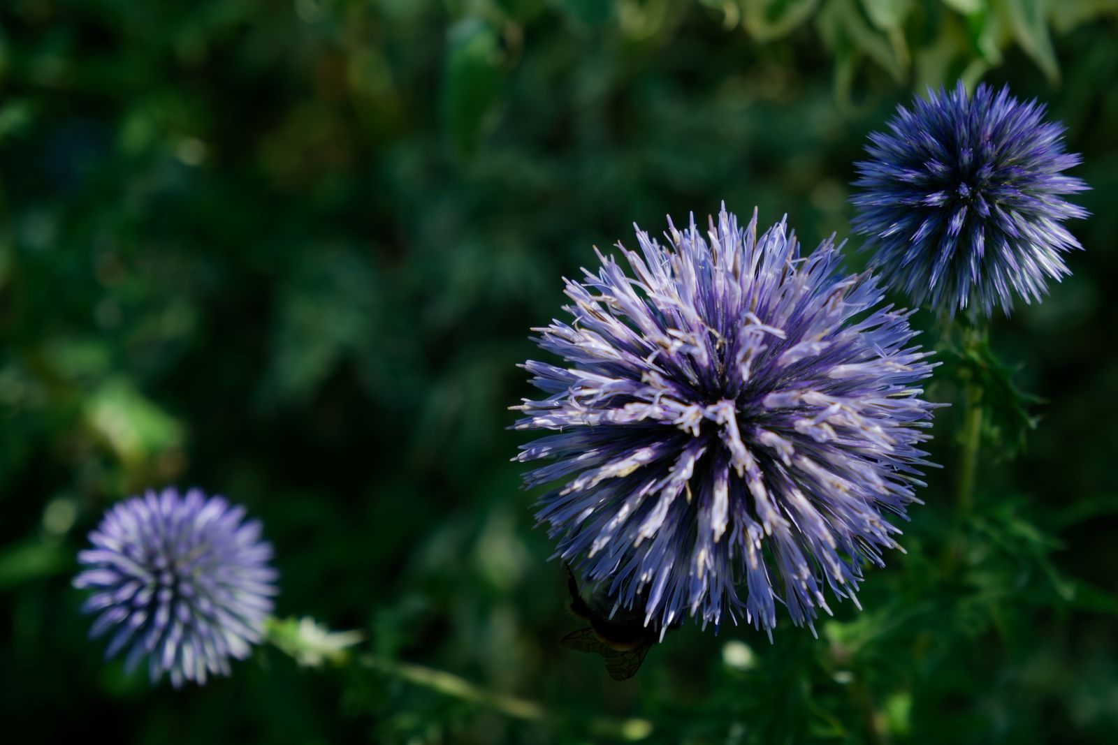 Échinops bleus illuminés par un bokeh de jardin