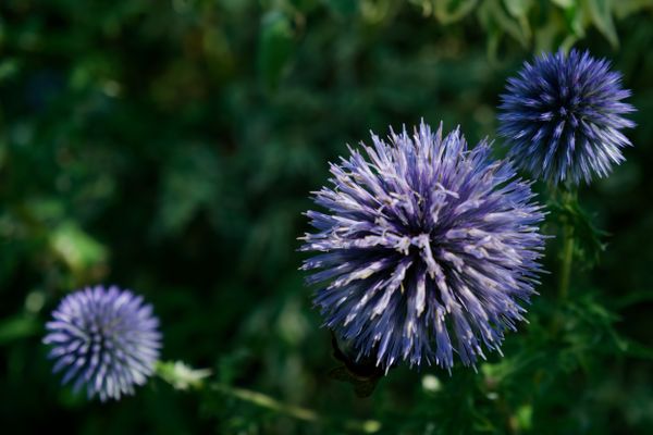 Échinops bleus illuminés par un bokeh de jardin