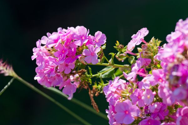 Fleurs de phlox roses illuminées sur un fond sombre en macro