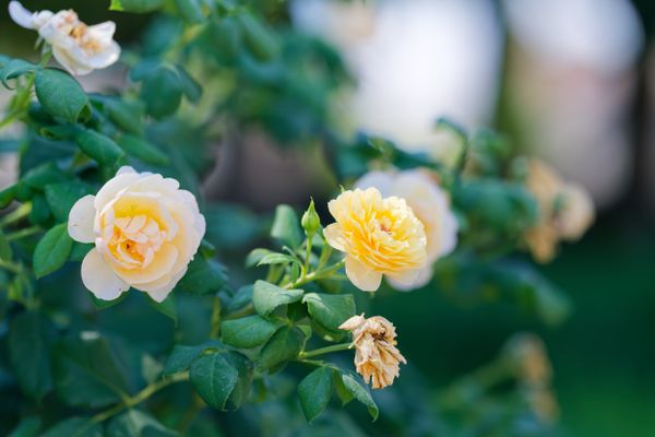 Roses jaune pâle aux pétales ondulés en fleurs dans un jardin