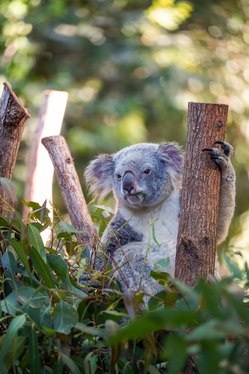 Koala resting in natural habitat at a Brisbane sanctuary