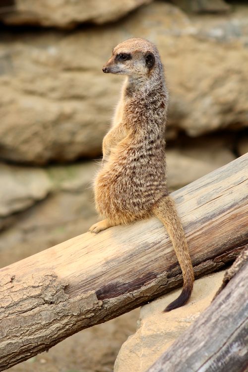 Free A meerkat stands alert on a log, showcasing its natural behavior in a rocky habitat. Stock Photo