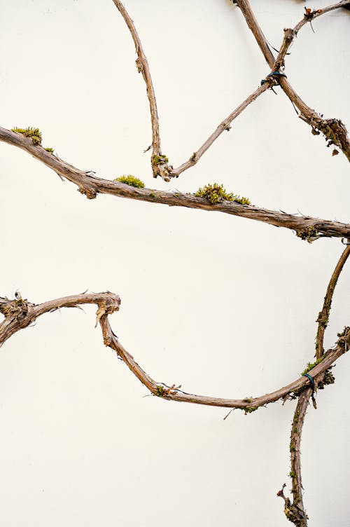 Free Thin leafless tree branches on overcast day Stock Photo