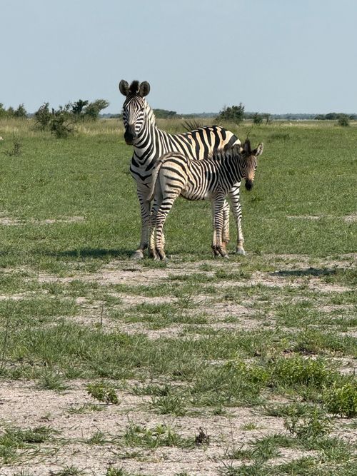 Free A zebra and foal in Botswana's North-West District savannah, showcasing wildlife beauty. Stock Photo