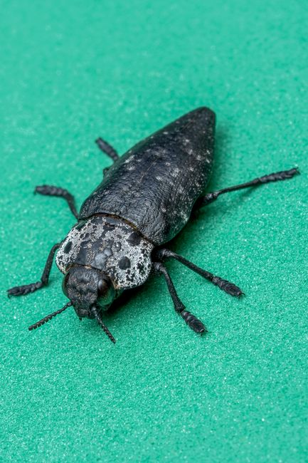 Fotomural Fotografía macro detallada de un escarabajo oscuro posado sobre una superficie verde, que muestra sus texturas.