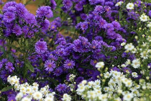 Free Purple and white aster flowers blooming in a garden, capturing a vivid natural display. Stock Photo