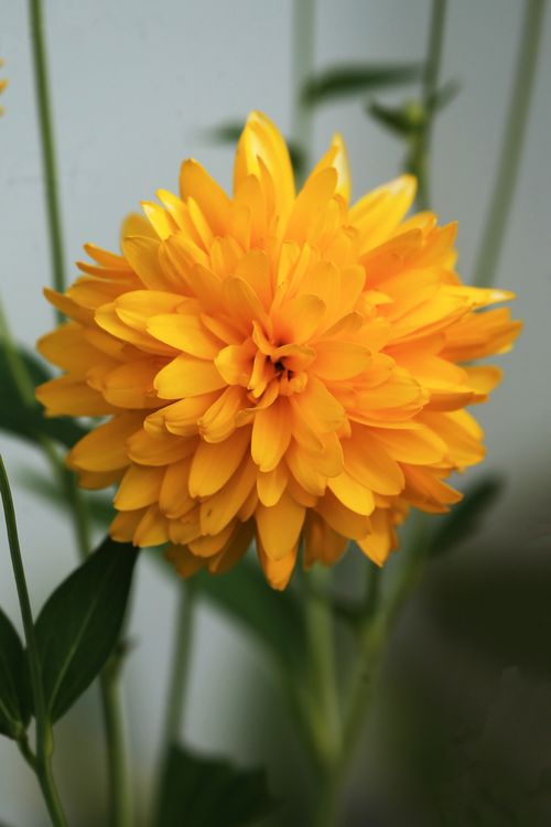 Free Close-up of a vibrant yellow Dahlia flower in full bloom with green foliage background. Stock Photo