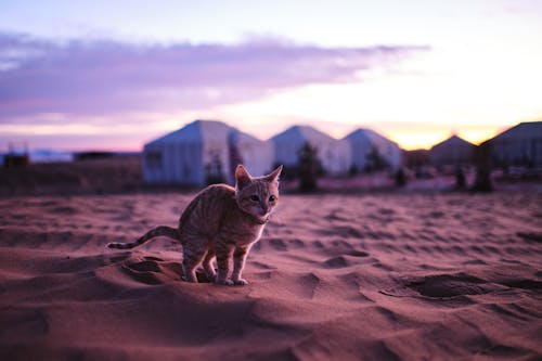 Darmowe zdjęcie z galerii z kot, kotek, marokański