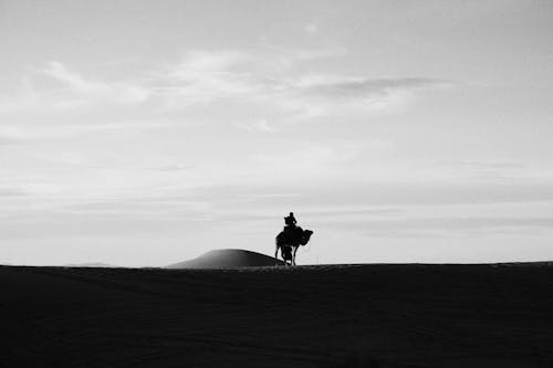 Free stock photo of arabian camel, blackandwhite, camel