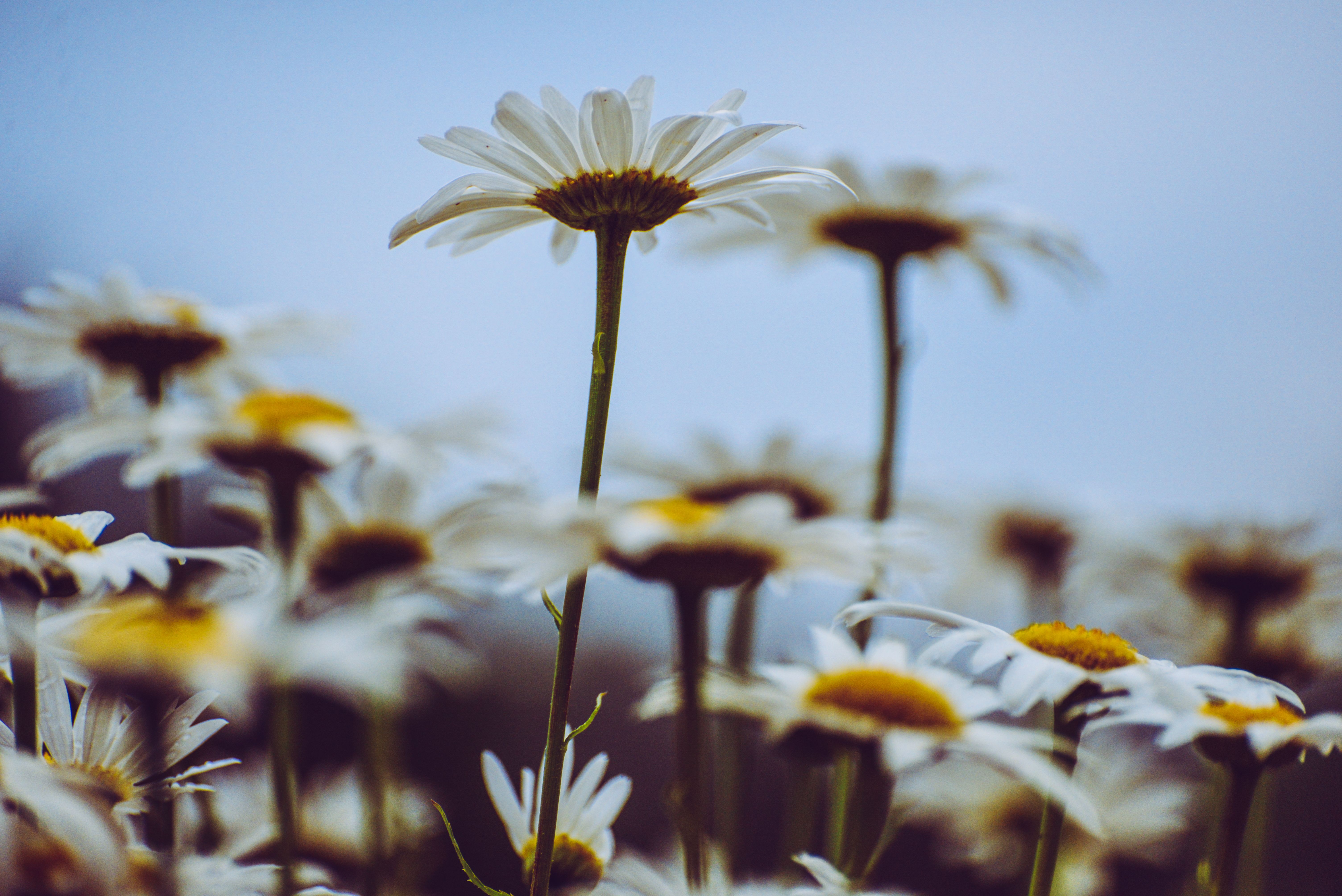[ColoSach]-vibrant-daisies-blossom-under-a-clear-sky,-capturing-nature's-beauty-in-vivid-detail.