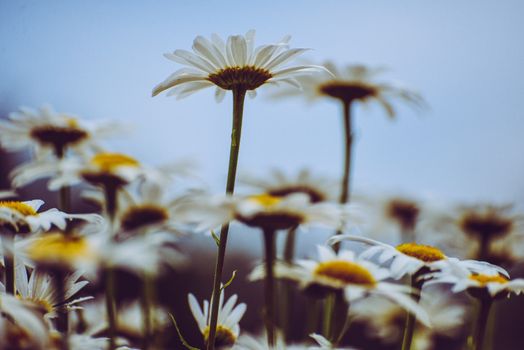 Vibrant daisies blossom under a clear sky, capturing nature's beauty in vivid detail.
