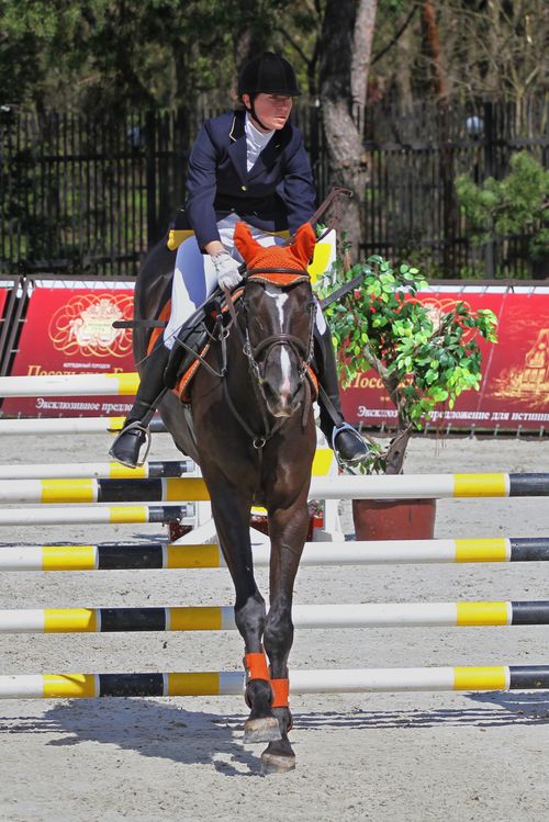 Free Horse and rider at a show jumping event, focused and determined. Stock Photo