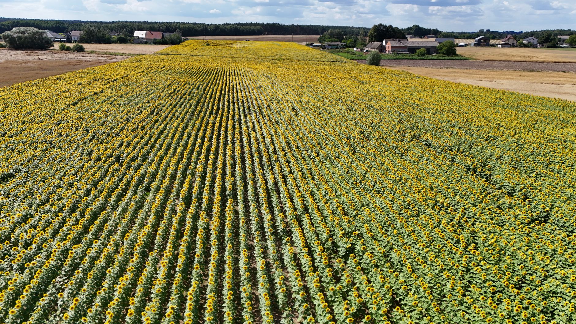 Sunflower Intercropping: Boost Yields With Compatible Crops
