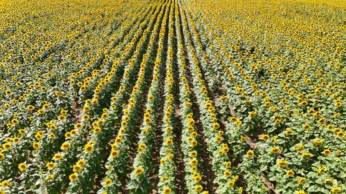 Free Aerial view of a sprawling sunflower field in full bloom under the summer sun. Stock Photo