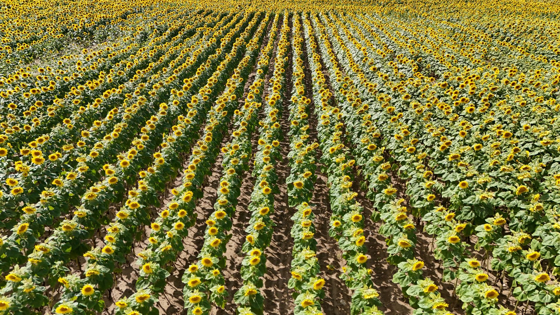 Sunflower Farming in Bungoma and Busia: County-Specific Growing Tips