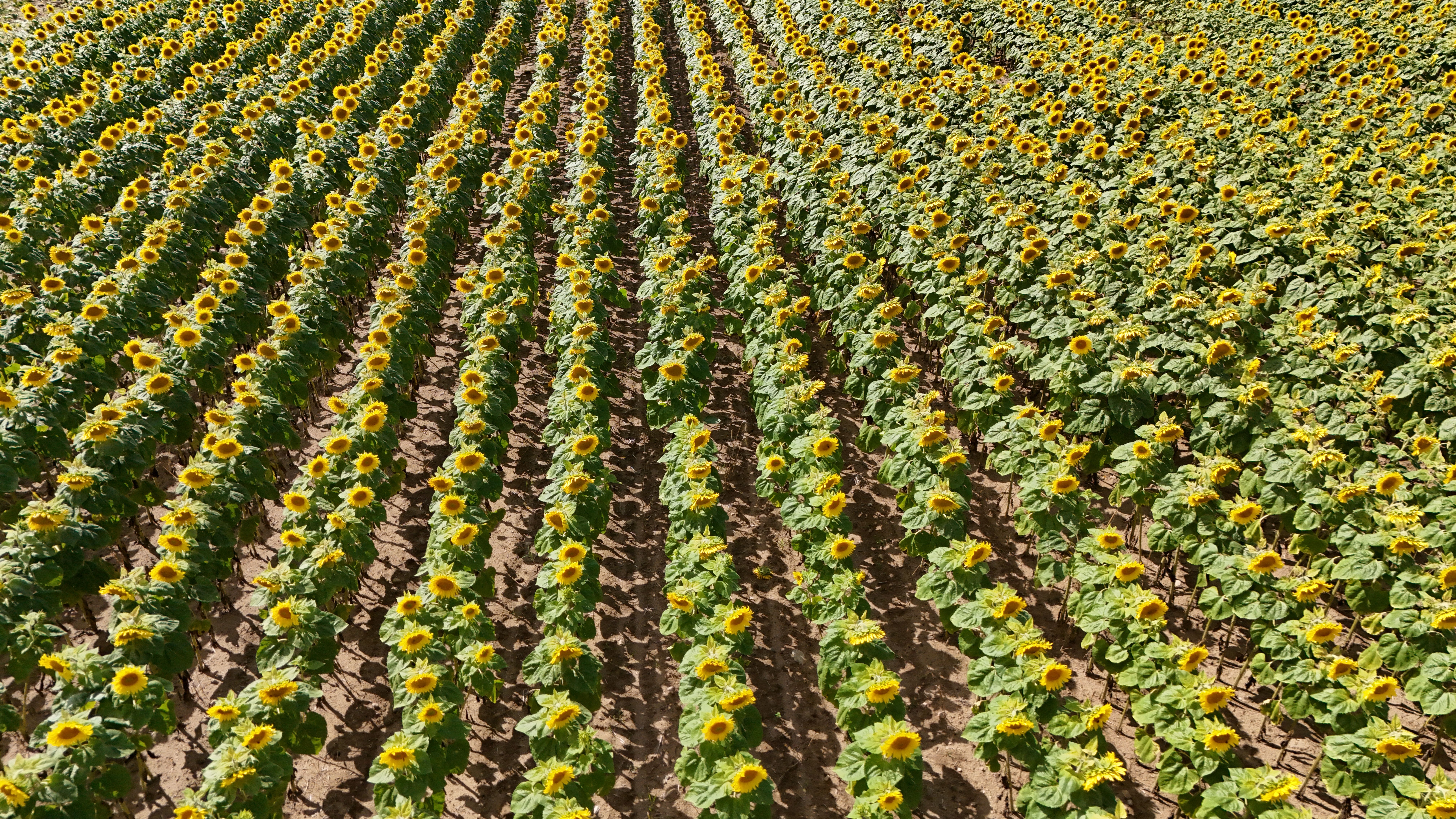 Sunflower Intercropping: Growing More on Your Farm