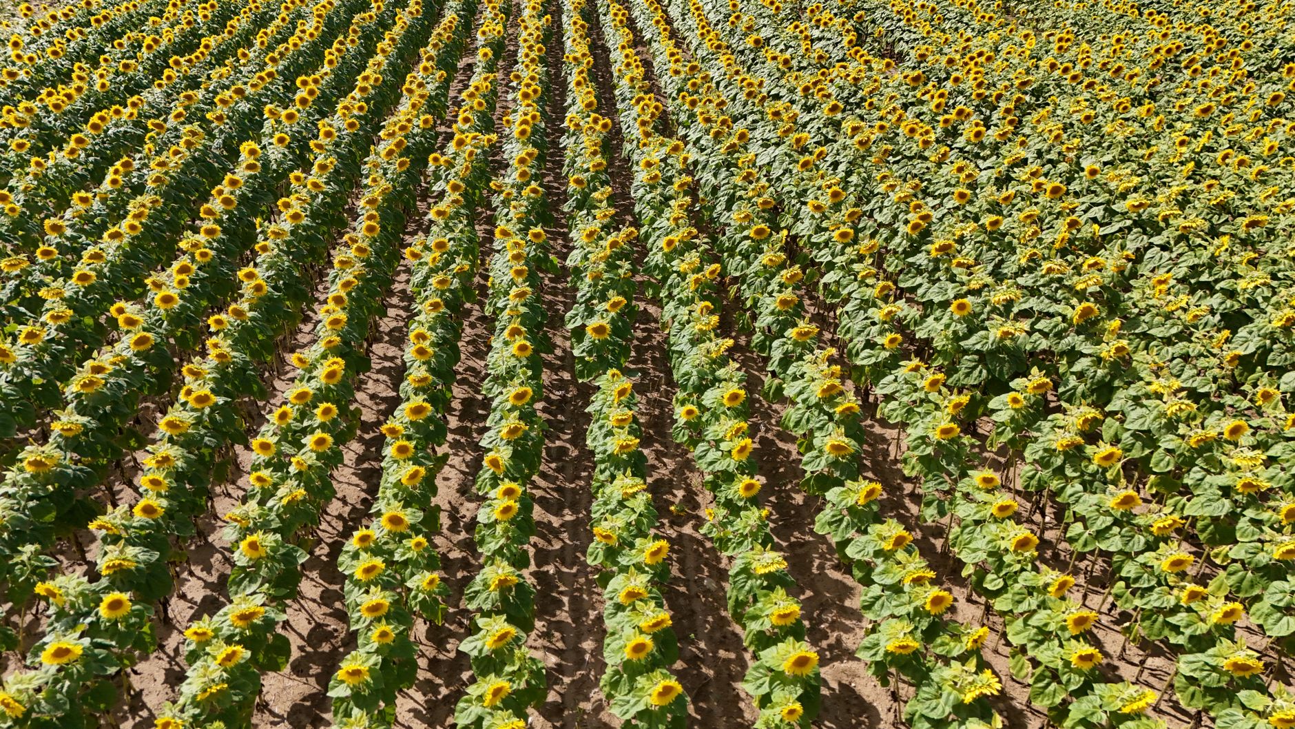 Sunflower Intercropping: Growing More on Your Farm
