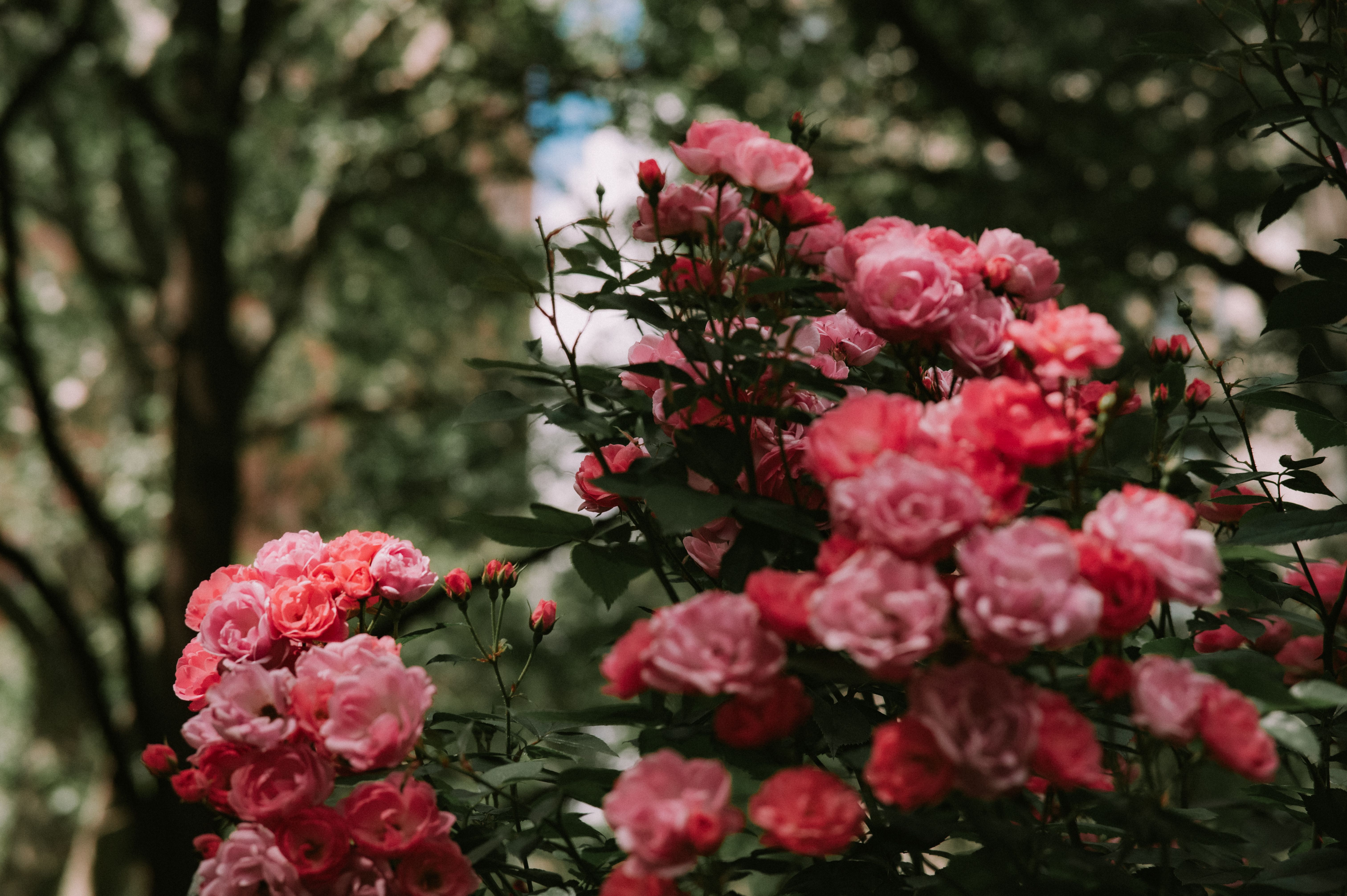 [ColoSach]-lush-pink-roses-blooming-in-a-serene-garden-setting-during-a-summer-day.