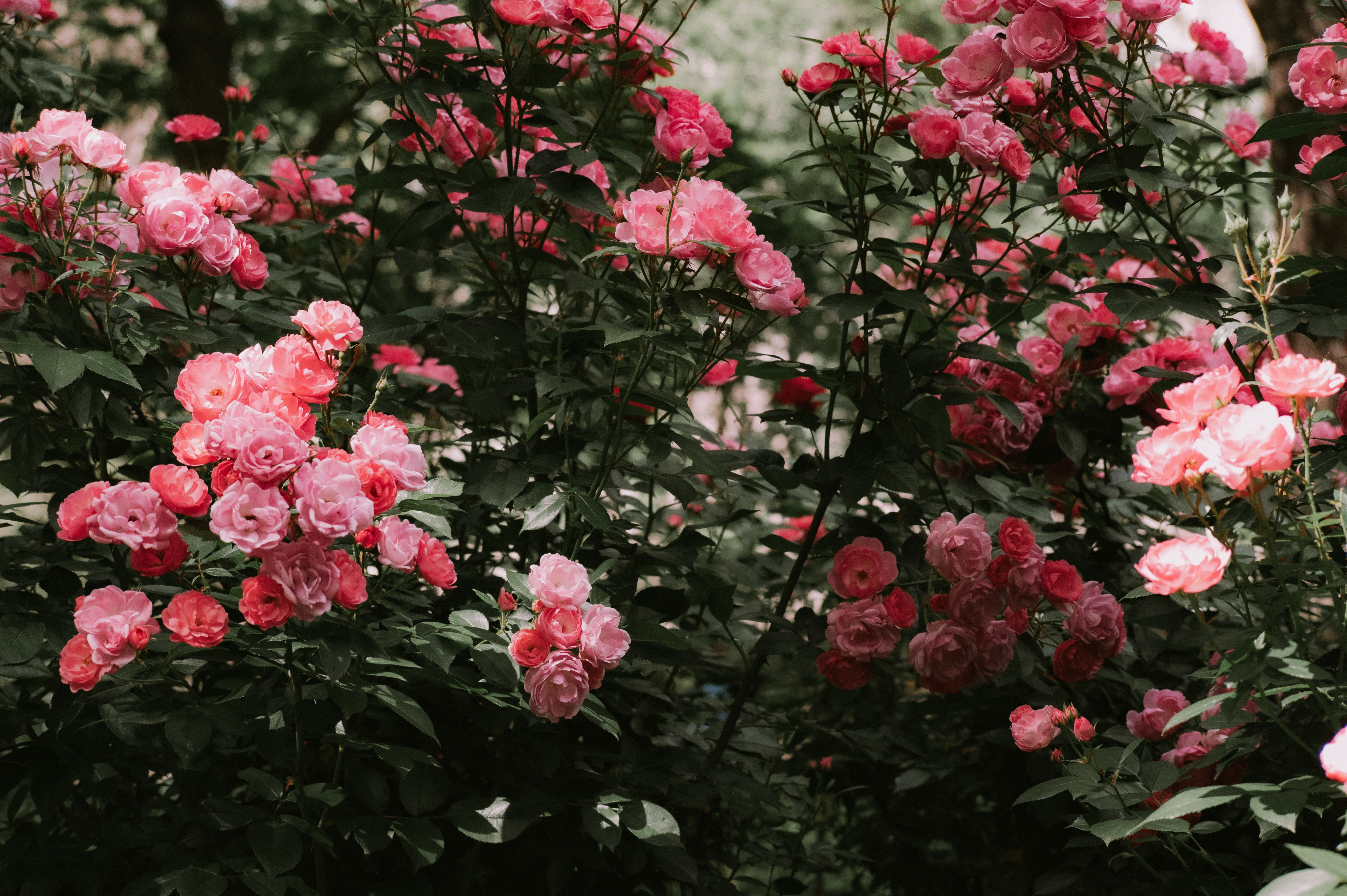 [ColoSach]-vibrant-pink-roses-blooming-amid-lush-green-foliage,-capturing-the-essence-of-spring's-beauty.