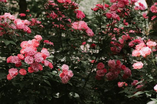 Vibrant pink roses blooming amid lush green foliage, capturing the essence of spring's beauty., free online jigsaw puzzle on JigsawPuzzlesFreeOnline.org