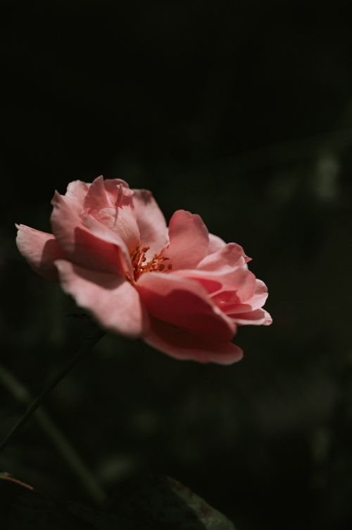 Free Close-up of a delicate pink rose against a dark backdrop, showcasing its intricate petals. Stock Photo
