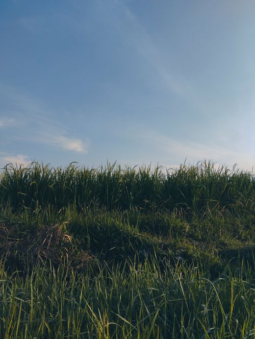 Free Vibrant green grass field set against a clear blue sky, showcasing natural beauty. Stock Photo