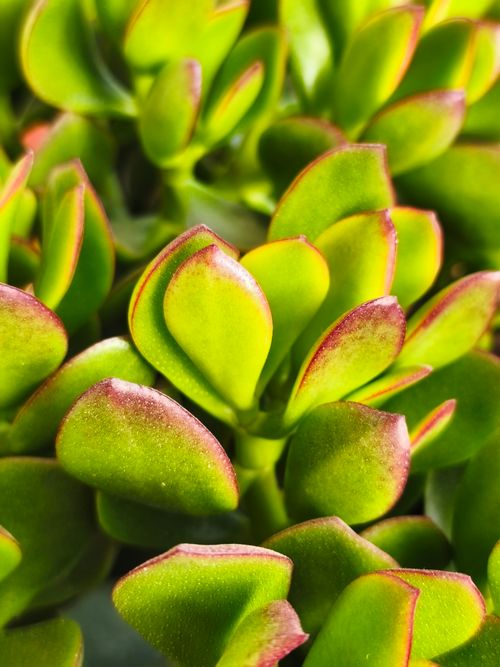 Free A detailed view of Crassula Ovata, showcasing vibrant green leaves with red edges, perfect for nature enthusiasts. Stock Photo