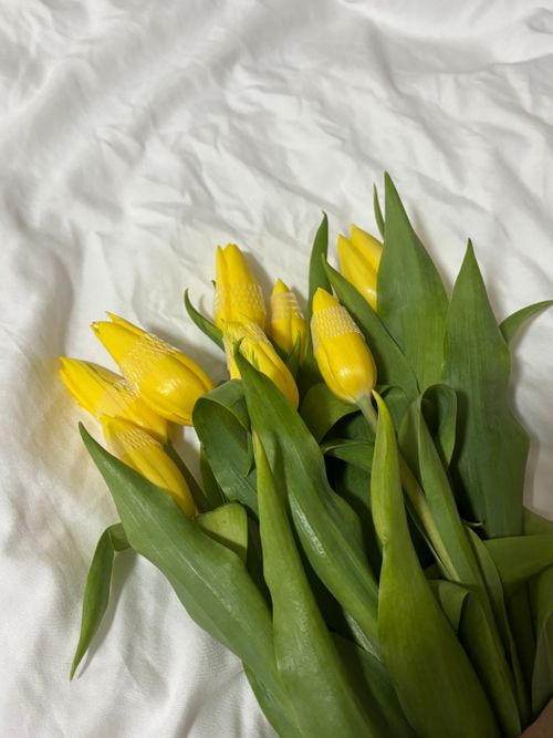 Free A beautiful arrangement of yellow tulips on white fabric, perfect for spring themes. Stock Photo