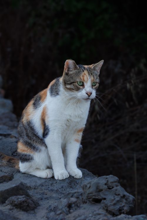 Free A calico cat with green eyes sits thoughtfully on rocky terrain against a natural backdrop. Stock Photo