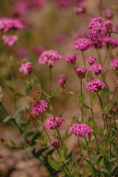 A butterfly resting on pink wildflowers in Giresun, Türkiye, showcasing vibrant natural beauty.