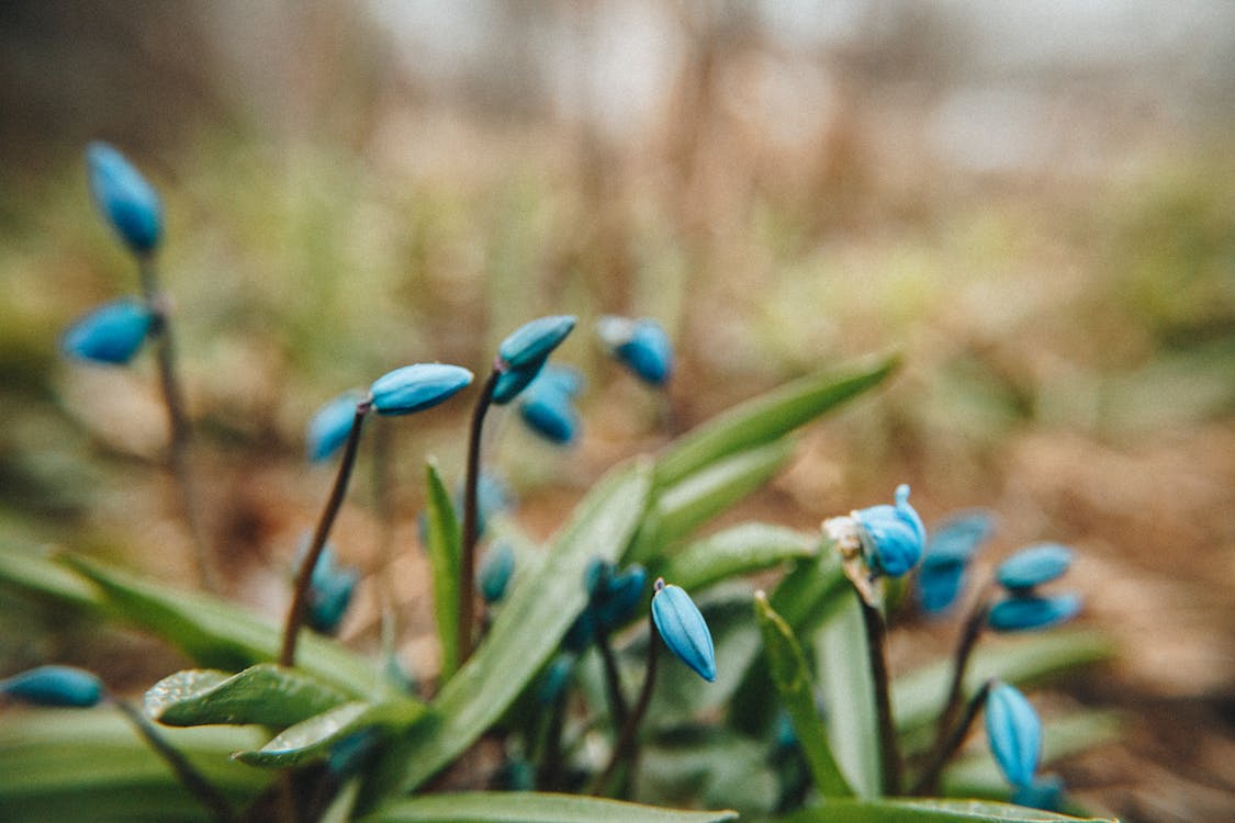 Macro Photo of Blue Flowers