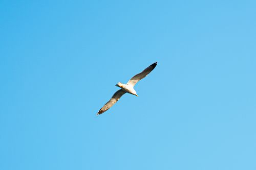 Free Seagull elegantly flying against a bright blue sky, capturing the essence of freedom and nature. Stock Photo