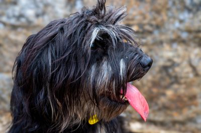 My Dog Started Refusing Our Favorite Trail — Here's What Brought Her Back