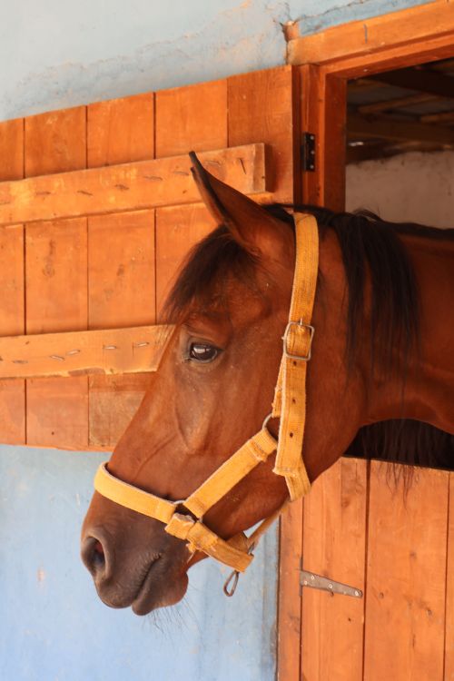 Free A chestnut horse peers out from a rustic wooden stable, wearing a yellow halter. Stock Photo