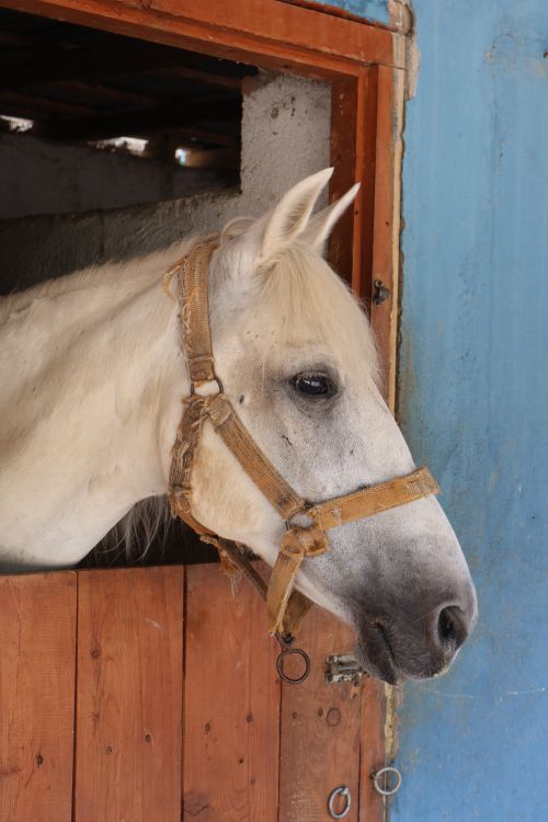 Free Close-up of a white horse with a bridle in a rustic stable setting. Stock Photo