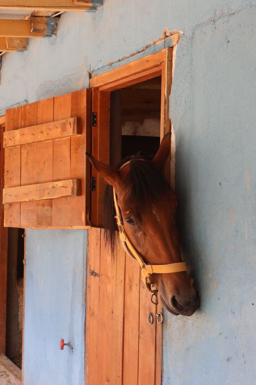 Free A horse peeking through a stable door against a blue wall. Stock Photo