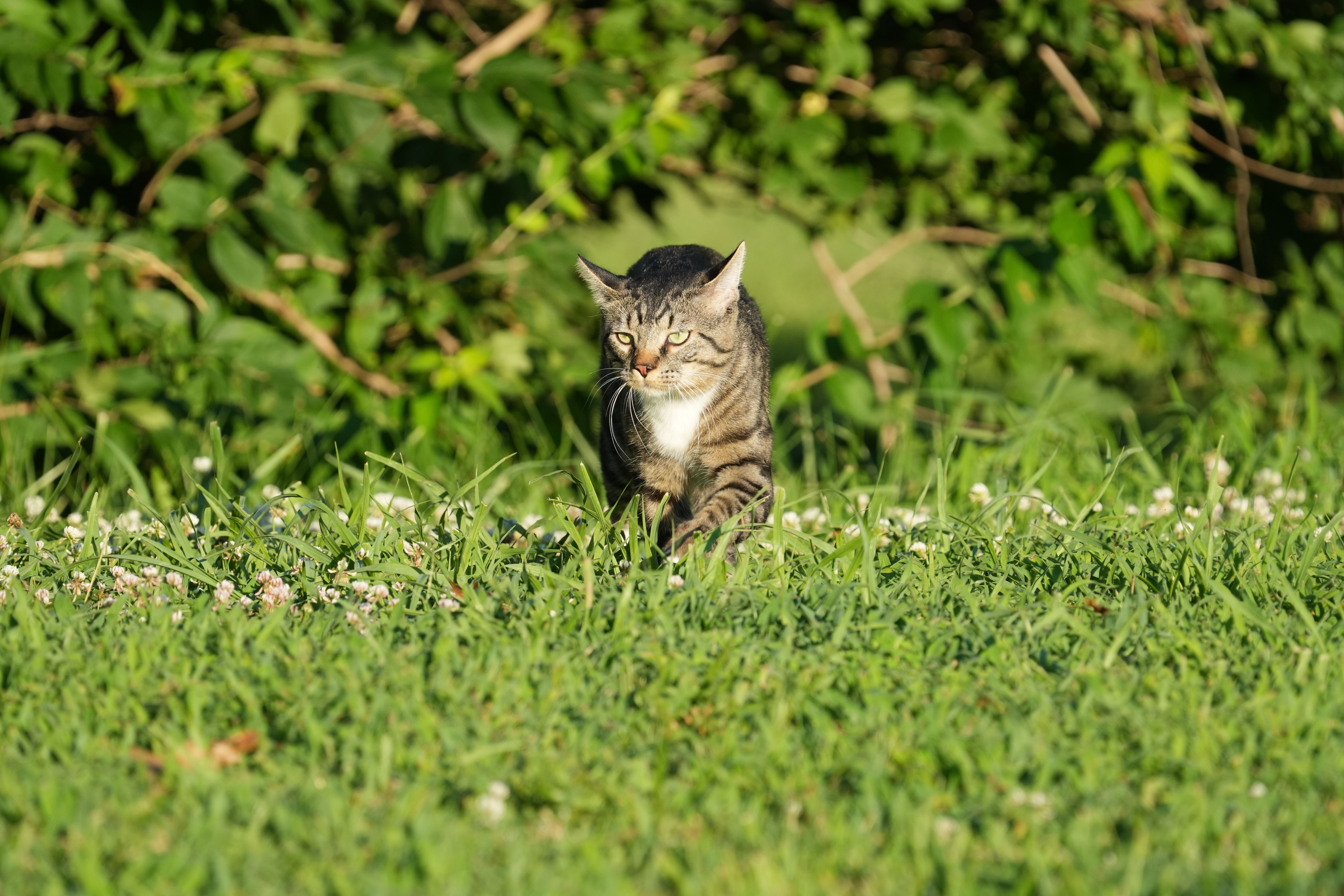 Portrait of a cat at a veterinary clinic