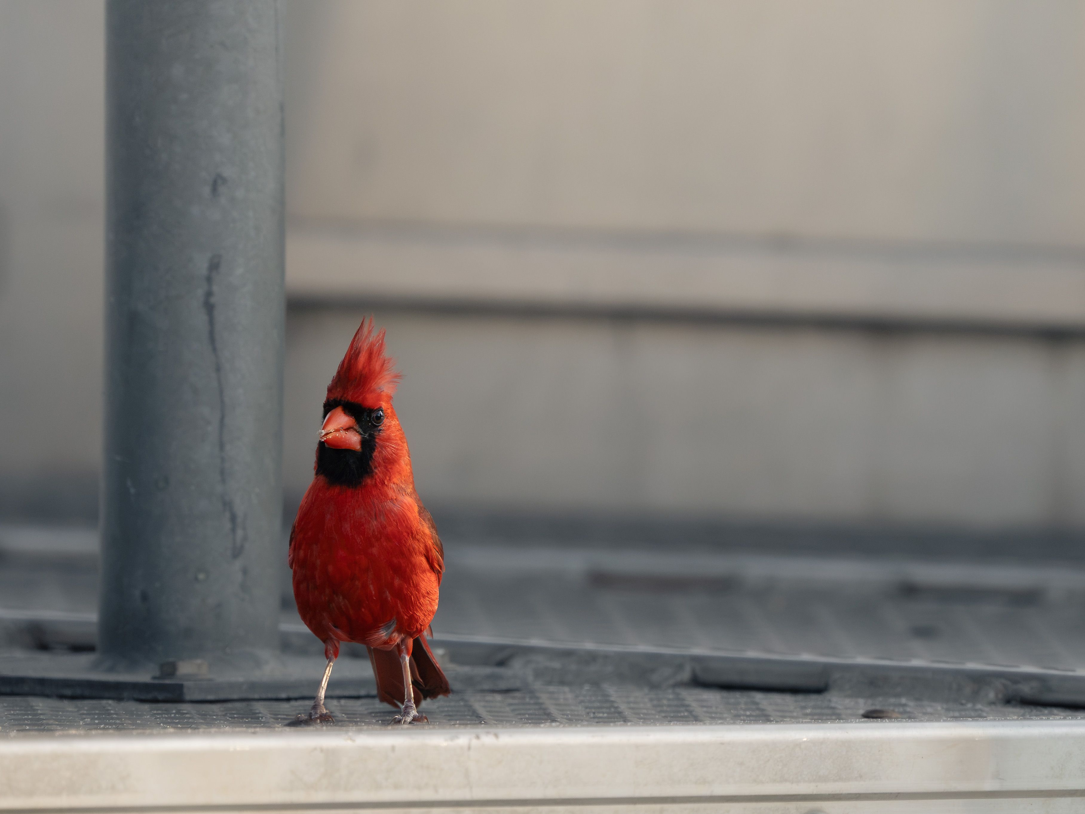 Cincinnati Reds and St. Louis Cardinals Face Off in Series Rubber Match as Andrew Abbott Takes the Mound